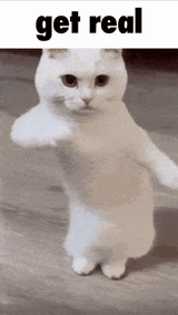 get-real-cat
