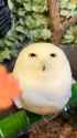 another one for the owlposter_thumb.jpg