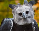 8e9f4e008043fefc4d83bbe60fa32166--harpy-eagle-birds-of-prey