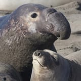 elephant-seals_thumb_square