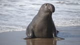 elephant-seals-1-gty-er-181129_hpMain_16x9_1600