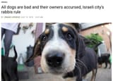 doggo
