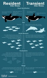 infographic-orca-species