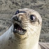 seal experiencing apprehension