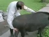 hog rider 