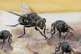 flies