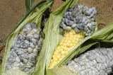 corn_smut