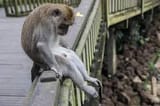 Monkey_Sad