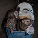 (((rats)))