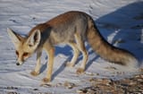 Rüppell&#039;s_fox