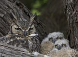 great-owl