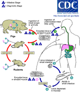 Pork_Trichinella_LifeCycle