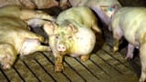 CAN-650-6-PIG-FARM-ABUSE-pic-1068x602