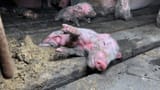 dying-piglets-left-to-rot-at-second-biggest-US-pork-supplier