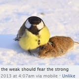 the-weak-should-fear-the-strong-2013-at-4-07am-via-18112413-2194273531