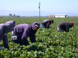 field-farm-flower-crop-soil-agriculture-strawberry-plantation-workers-hardwork-agronomist-farmworker-ingathering-latinos-salinas-valley-913032-1669146886