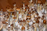 shrooms