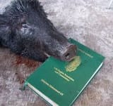baconquran4
