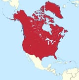 Greater_USA_(+Canada+Greenland+Panama_Canal_Zone)