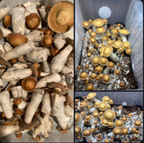 MUSHIES