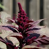 love-lies-bleeding