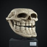 homo