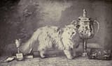 Fulmer_Zaida_-_Silver_Persian[1]