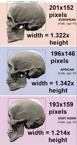 skulls