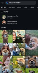foxofwhore
