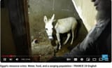 donkeyincloset