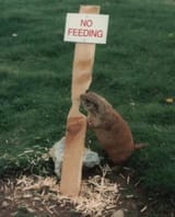 Beaver-sign