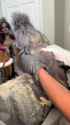 1742314830849127_thumb.jpg