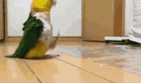 tefi-parrot