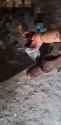18. Wherever the foot of a Russian soldier steps — that is ours. — Putin. 23-06-2025 A Russian soldier did exactly as the Russian dictator said HD_thumb.jpg