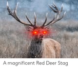 Red-Deer-Stag