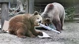 The wildlife park was evacuated after Mish and Lucy escaped their enclosure