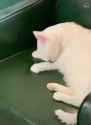 1688258900868873_thumb.jpg