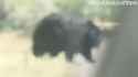 absolute unit of a bear_thumb.jpg
