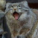 manul-happy-cat