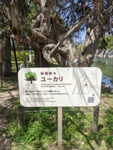 Hiroshima Nuke Tree