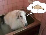Zoifish