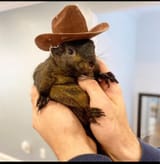 tdy-peanut-the-squirral-main-241102-2a4085