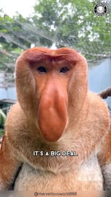 oardefault