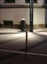 raccoon Leipzig
