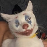 societycat