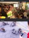 refugees vs raccoons_thumb.jpg