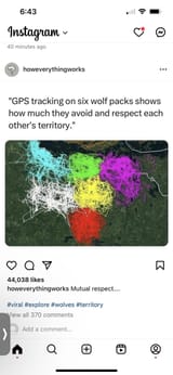 wolf-packs-respect-each-others-territory-v0-91h5h9d32g3d1