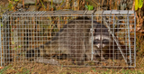coon