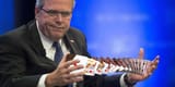 jeb cards
