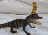 baby-crocodile